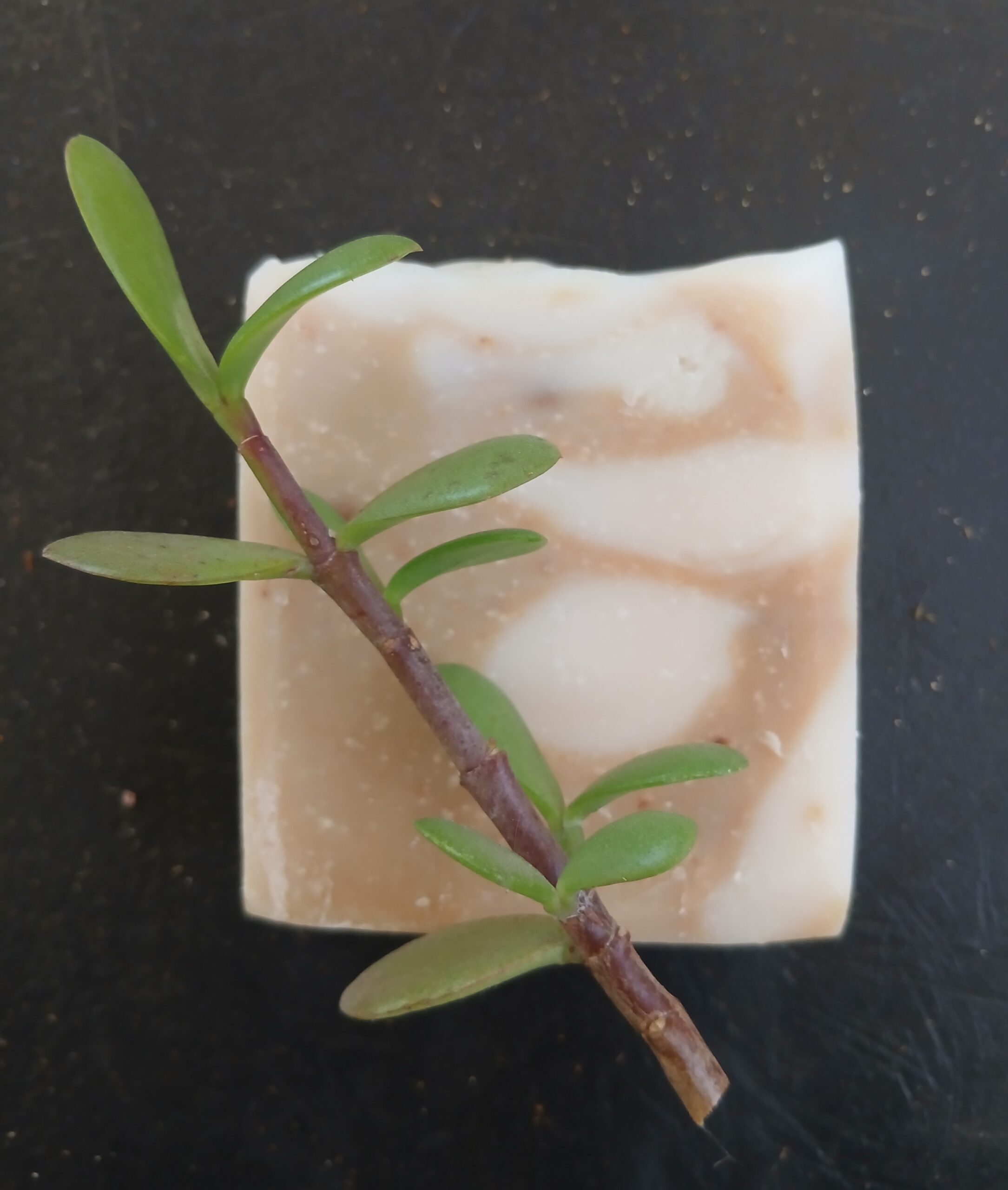 Spekboom soap